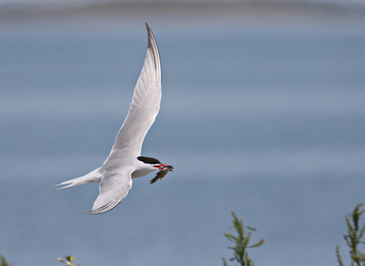 Common Tern with possible cunner - North Brother, June 16, 2022 - Luc Bilodeau photo